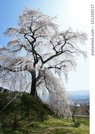 A single cherry tree in full bloom against the blue sky A single cherry tree in full bloom against the blue sky 101288517