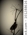 一隻鳥的殘像 101288616