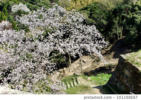 有櫻花和天守閣遺址的米子城主圍牆 有櫻花和天守閣遺址的米子城主圍牆 101288687