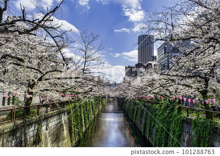 Tokyo's Meguro River midstream cherry blossoms in full bloom 101288763