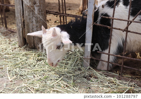 A baby goat peeking out from a farm fence 101288797