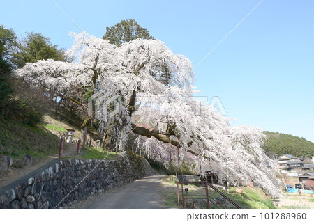 A single cherry tree in full bloom against the blue sky 101288960