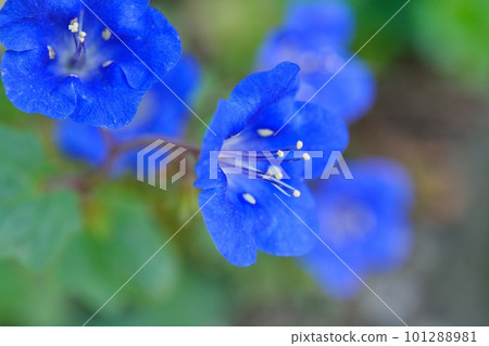 Façlia flowers Façlia flowers 101288981