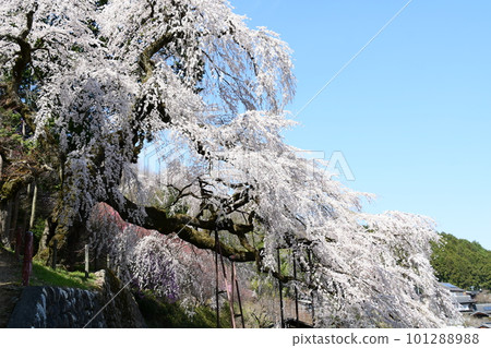 A single cherry tree in full bloom against the blue sky 101288988