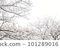 Cherry blossoms in full bloom and cloudy sky 101289016