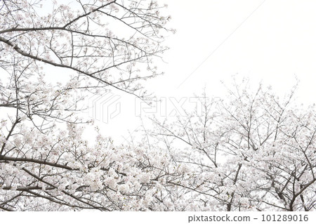 Cherry blossoms in full bloom and cloudy sky 101289016