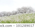 Scenery with cherry blossoms and rape flowers 101289017