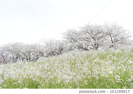 Scenery with cherry blossoms and rape flowers 101289017