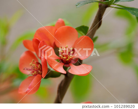 朱紅木瓜花 101289020