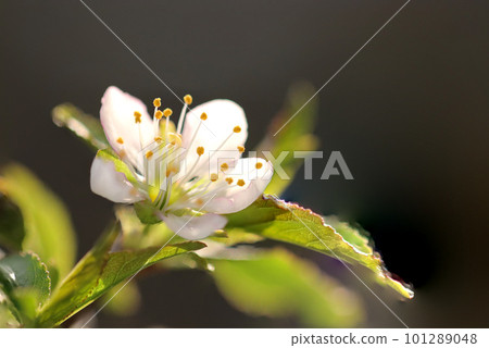 漂亮的小梅花，深色背景（使用微距鏡頭，室外特寫圖像） 101289048