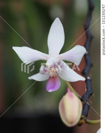 Phalaenopsis equestris（蝴蝶蘭的祖先） 101289247