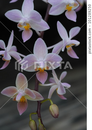 Phalaenopsis equestris (Progenitor of Phalaenopsis orchid) 101289250