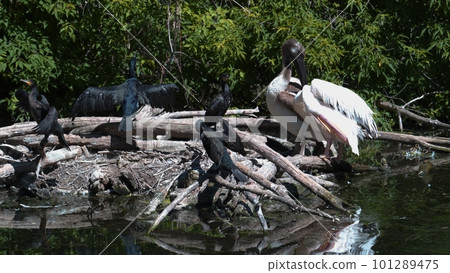 A group of birds spread and flap their wings in a swamp 101289475
