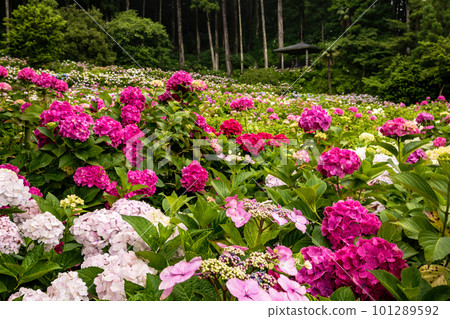 雲朵在靜靜的雲霧繚繞的山間的薄霧中流動 紅、藍、白繡球花 雲朵在靜靜的雲霧繚繞的山間的薄霧中流動 紅、藍、白繡球花 101289592
