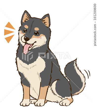 柴犬（黑芝）高興地坐下 101289600