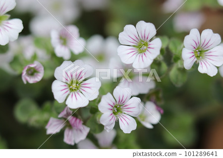 Light purple streaks on white, lovely carpet gypsophila flowers like parasols (using a macro lens, outdoor close-up image) 101289641