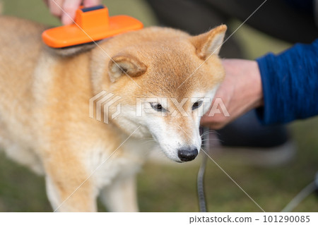 Shiba inu shop brush