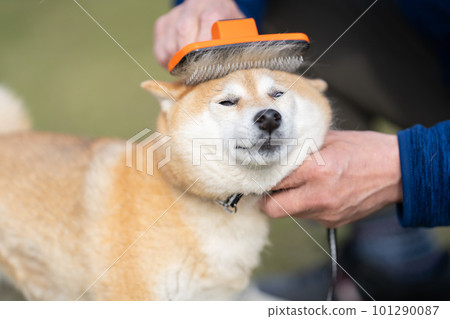 Shiba brush outlet