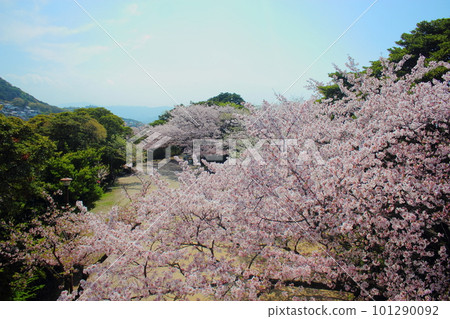 Tegukayama 公園的櫻花和廣場盛開 101290092