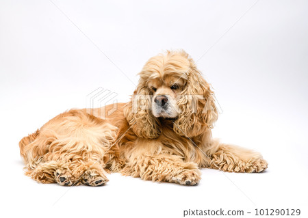 Cute American Cocker Spaniel lying on a white background. 101290129