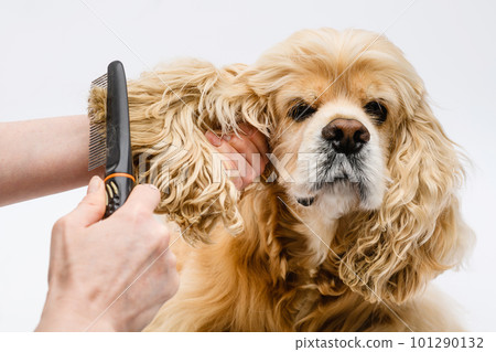 Groomer combing the ears of an American Cocker Spaniel on a white background. Groomer combing the ears of an American Cocker Spaniel on a white background. 101290132