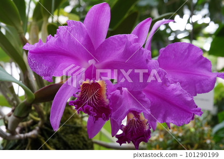Cattleya lueddemanniana Progenitor of Cattleya 101290199
