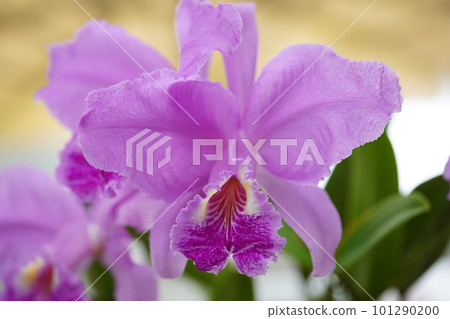 Cattleya lueddemanniana Progenitor of Cattleya 101290200