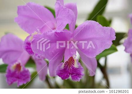 Cattleya lueddemanniana Progenitor of Cattleya 101290201