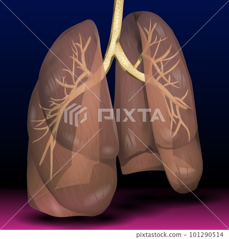 Lungs Lungs 101290514