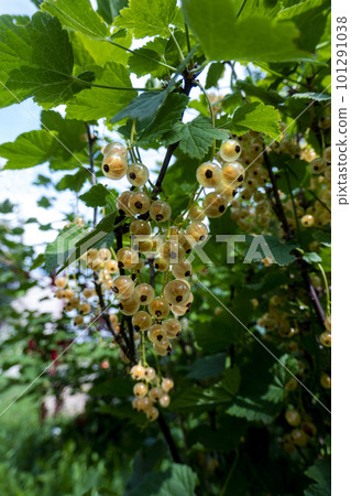 Ripe white currants in the garden. Ripe white currants in the garden. 101291038