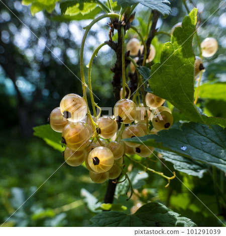 Ripe white currants in the garden. Ripe white currants in the garden. 101291039