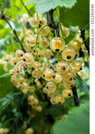 Ripe white currants in the garden. Ripe white currants in the garden. 101291040