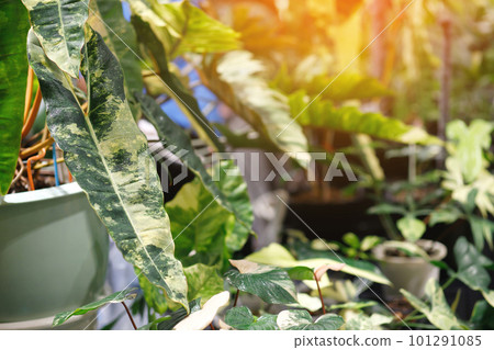 background Philodendron Variegated is an ornamental plant with beautiful natural green-yellow-spotted leaves. background Philodendron Variegated is an ornamental plant with beautiful natural green-yellow-spotted leaves. 101291085