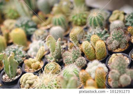 Cactus varieties are thorny and beautiful At the ornamental plant shop 101291273