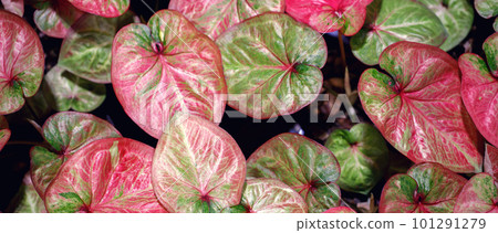 Caladium bicolor beautiful nature is an air purifier 101291279