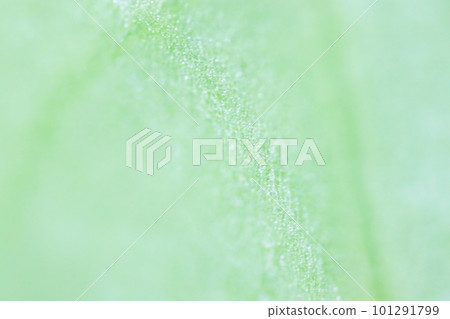 Abstract texture of bright mint green color with a sense of transparency with streaks and stains of leaf veins Abstract texture of bright mint green color with a sense of transparency with streaks and stains of leaf veins 101291799