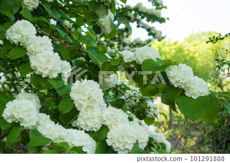 Odemari 與類似繡球花的白花 Odemari 與類似繡球花的白花 101291888