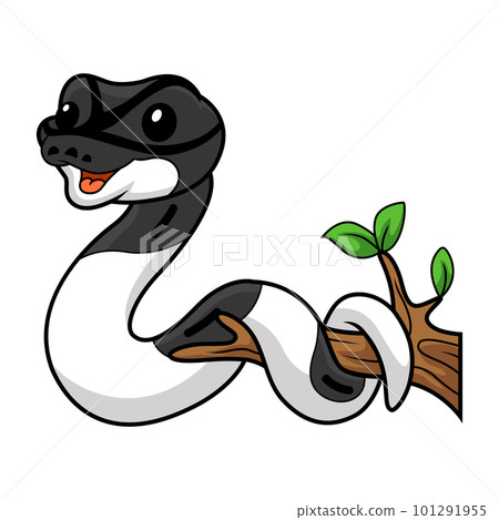 Cute panda pied ball python cartoon on tree branch Cute panda pied ball python cartoon on tree branch 101291955