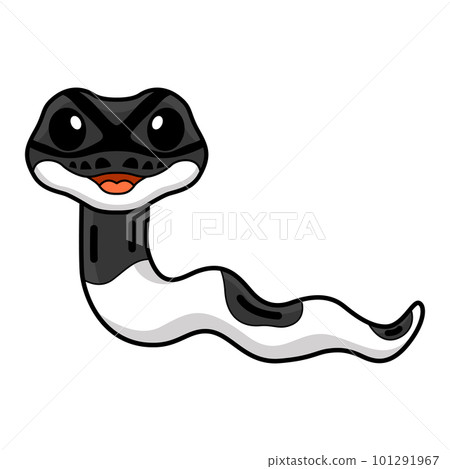 Cute panda pied ball python cartoon Cute panda pied ball python cartoon 101291967