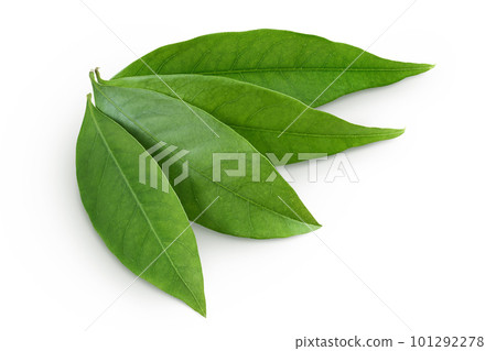 Green lychee leaf isolated on a white background. Top view. Flat lay 101292278