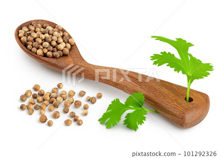 Dried coriander seeds in the wooden spoon with fresh green leaf isolated on white background 101292326