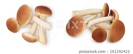 honey fungus mushrooms isolated on white background . Top view. Flat lay. honey fungus mushrooms isolated on white background . Top view. Flat lay. 101292422