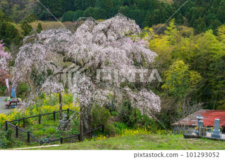 Miyama light colored cherry blossoms Tosawara weeping cherry blossoms Miyama light colored cherry blossoms Tosawara weeping cherry blossoms 101293052