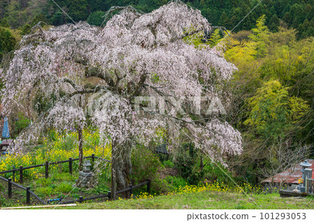 Miyama light colored cherry blossoms Tosawara weeping cherry blossoms Miyama light colored cherry blossoms Tosawara weeping cherry blossoms 101293053
