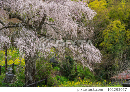 Miyama light colored cherry blossoms Tosawara weeping cherry blossoms Miyama light colored cherry blossoms Tosawara weeping cherry blossoms 101293057