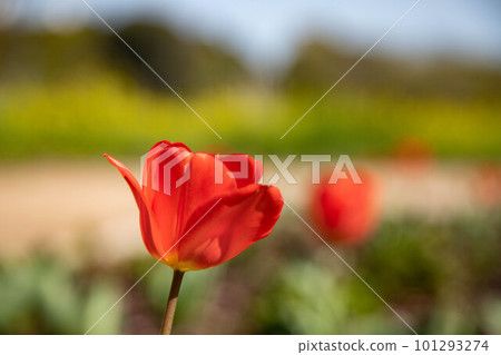 Red tulip 101293274