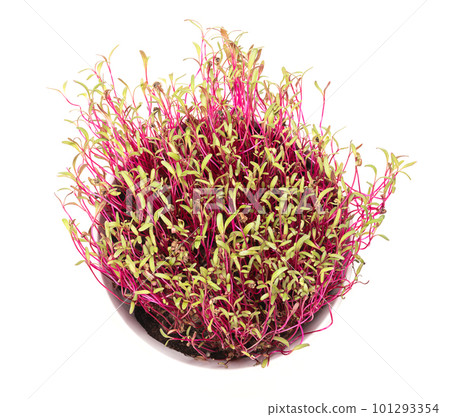 Red beet microgreens, potted in a white bowl. Fresh, intense red colored seedlings of beetroot, known as table or garden beet. Cotyledons of Beta vulgaris, a vegetable and herb. Isolated, from above. Red beet microgreens, potted in a white bowl. Fresh, intense red colored seedlings of beetroot, known as table or garden beet. Cotyledons of Beta vulgaris, a vegetable and herb. Isolated, from above. 101293354