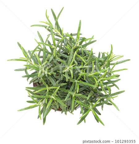 Rosemary, young plant in gray plastic pot. Salvia rosmarinus, aromatic and evergreen shrub with fragrant needle-like green leaves, used as medicinal and culinary herb. Isolated from above, over white. 101293355