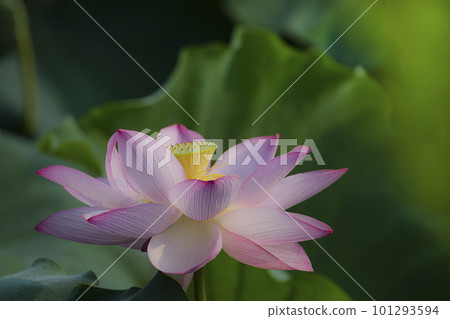 開花的古代蓮花 101293594