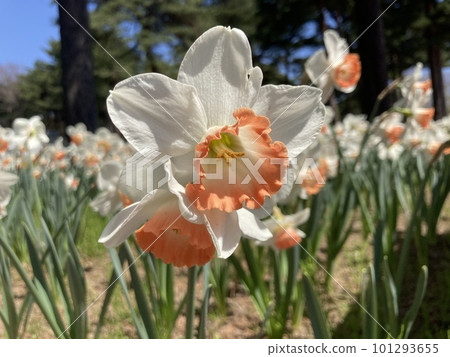 日立海濱公園沐浴在陽光下的白色水仙 日立海濱公園沐浴在陽光下的白色水仙 101293655